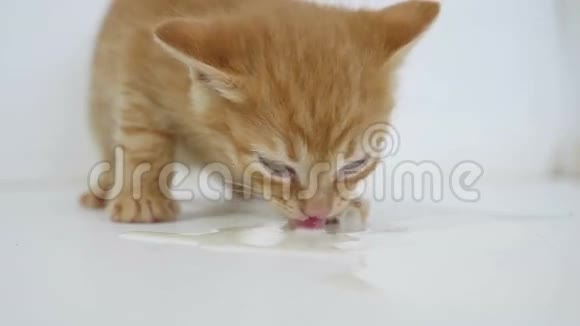家中饥饿的小猫喝宠物奶视频的预览图
