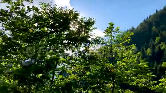 土耳其阿尔特文黑海地区喀尔卡尔山脉的绿色自然景观视频的预览图