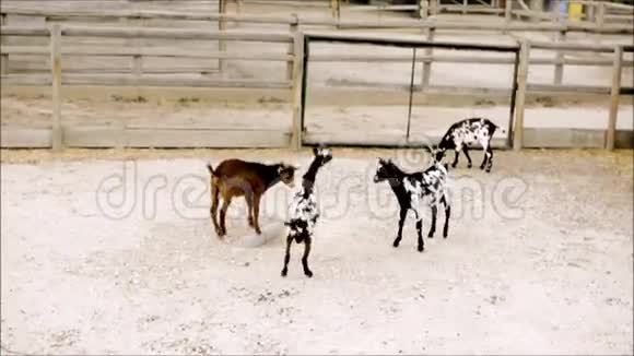 动物园里的小山羊练武术视频的预览图