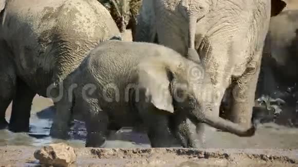 可爱的非洲小象视频的预览图