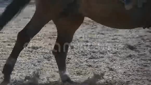 在体育比赛中马跑跳通过一个障碍紧起马足疾驰专业骑师骑马视频的预览图