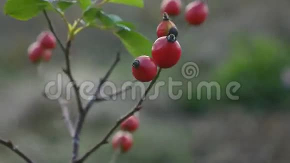 红玫瑰果浆果在灌木树枝上视频的预览图