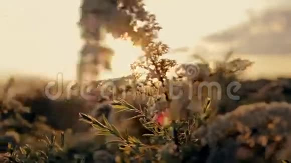 太阳落山时开花的植物视频的预览图