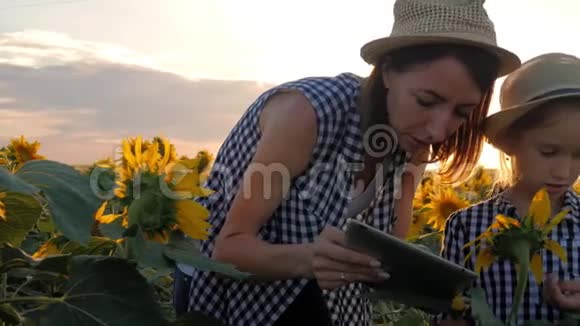 一个家庭农民田里有一块平板电脑美丽的女农民和她美丽的女儿谈论向日葵在视频的预览图