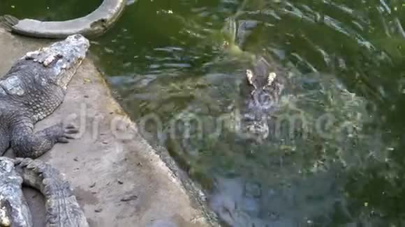 鳄鱼在动物园里躺在绿色沼泽河附近的地上觅食泰国亚洲视频的预览图
