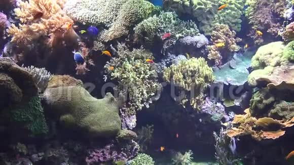 鱼珊瑚和海洋生物视频的预览图