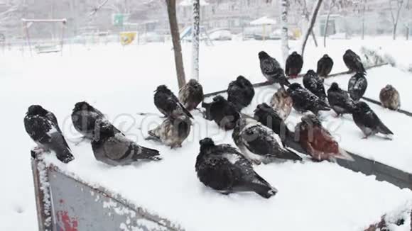 很多冰冻的鸽子坐在一个下雪的垃圾桶里视频的预览图