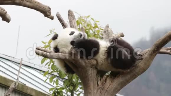 可爱的小熊猫幼崽正在树上寒冷中国视频的预览图
