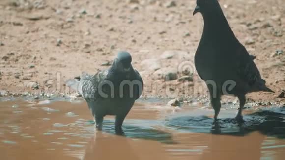 都市鸽子在运动雨后沐浴在水坑里鸽子沐浴在生活方式的水坑里夏天热得慢视频的预览图