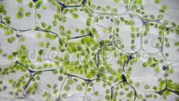 活细胞中的叶绿体视频的预览图