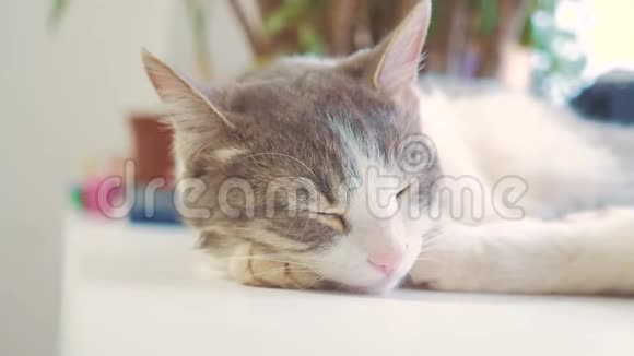 猫在窗台上睡觉生活方式慢动作视频有趣的视频猫猫在睡觉可爱的宠物视频的预览图