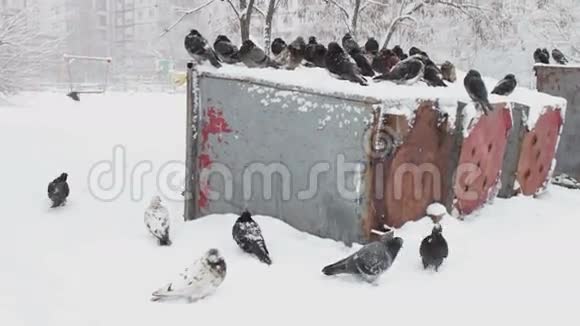 很多冰冻的鸽子坐在一个下雪的垃圾桶里视频的预览图