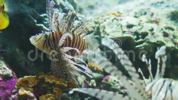 在水族箱中特写漂亮的鱼狮子鱼装饰水生植物的背景视频的预览图