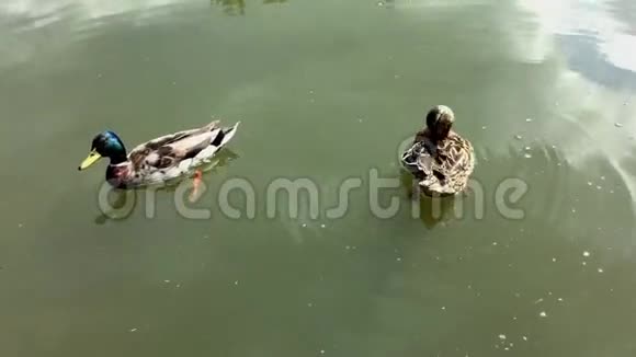两只鸭子在湖里游泳视频的预览图