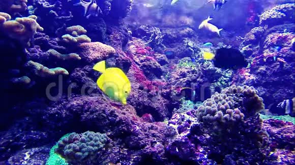 五颜六色的热带鱼视频的预览图