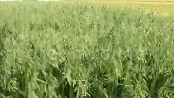 农业燕麦粮田视频的预览图