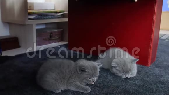 小猫在地毯上的肖像视频的预览图