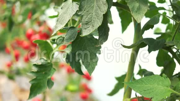 成熟的西红柿生长在花园的树枝上视频的预览图
