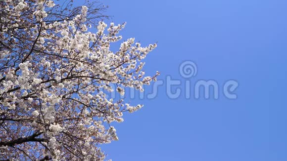 日本东京樱花蓝天背景樱花视频的预览图