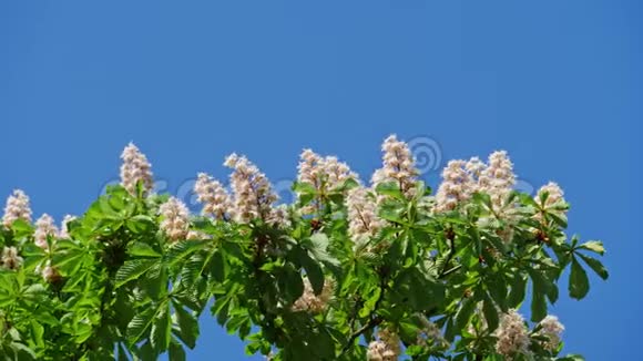 在阳光明媚的日子里一棵开着花和绿叶的栗树的树冠视频的预览图