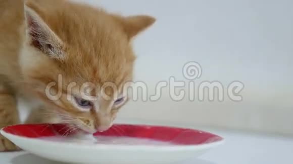 姜小猫喝茶碟里的牛奶视频的预览图