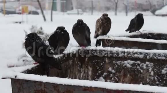 一堆灰色的冷冻鸽子坐在一个雪地的垃圾桶里视频的预览图