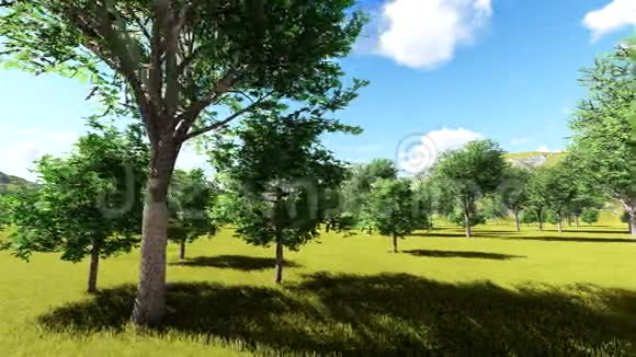 雪松树动画视频的预览图