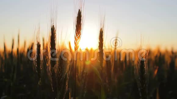 日出或日落时的小麦在风中视频的预览图