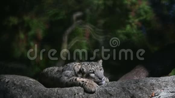 一只喜玛拉雅雪豹在一块岩石上栖息在动物园里被圈养的美丽的虹膜视频的预览图