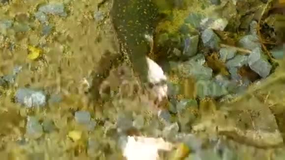 大鳞苋属植物视频的预览图