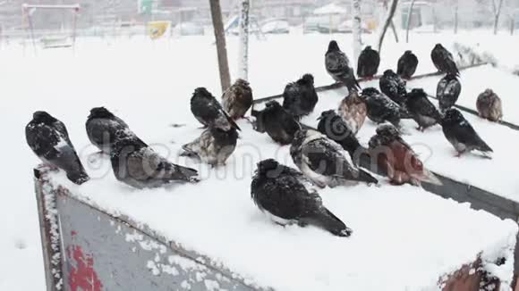 很多冰冻的鸽子坐在一个下雪的垃圾桶里视频的预览图