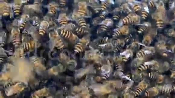 蜜蜂和蜂窝视频的预览图