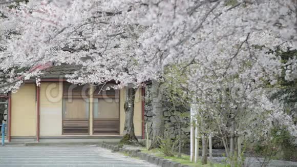 日本野鸡堡樱花樱花盛开季节视频的预览图