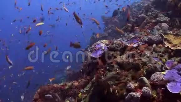 热带珊瑚礁上的蓝和红鱼群视频的预览图