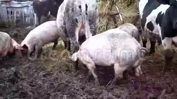 牧场上的奶牛和猪视频的预览图