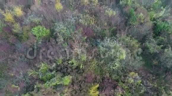 五彩缤纷的秋色森林视频的预览图