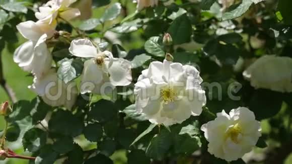 花园里的白玫瑰视频的预览图