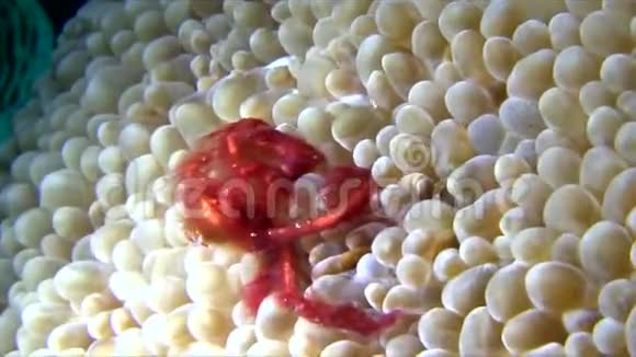 印尼莱姆贝海峡夜蟹视频的预览图