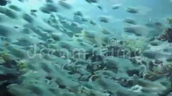 红海里的珊瑚和玻璃鱼埃及视频的预览图