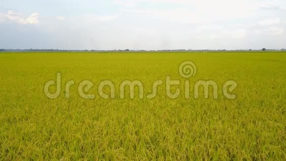 泰国绿色稻田的无人视野在晴朗的稻田上空飞翔视频的预览图
