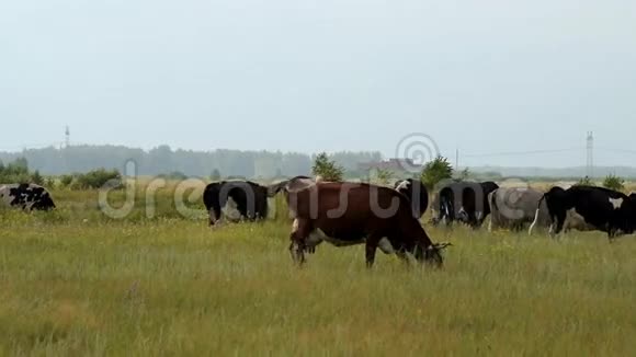 牧场上的牛视频的预览图