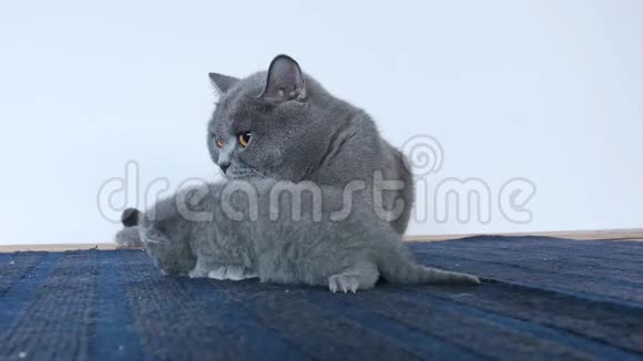 穿蓝色地毯的小猫和妈妈视频的预览图