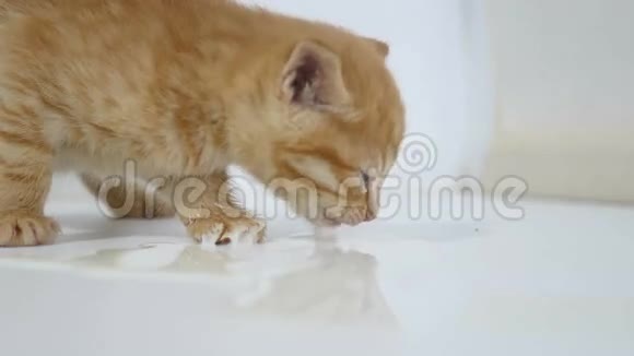 家中饥饿的小猫喝奶宠物视频的预览图