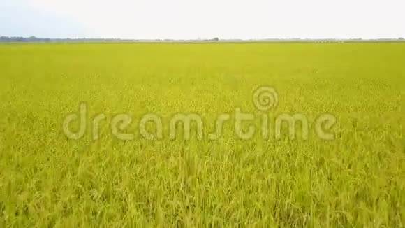 泰国绿色稻田的无人视野在晴朗的稻田上空飞翔视频的预览图