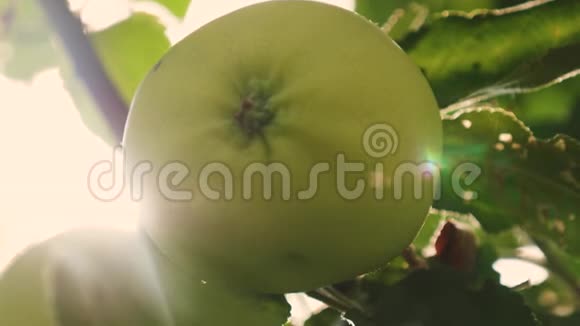 美丽的苹果在阳光下成熟在树枝上农业企业绿苹果在树上有机有机有机有机有机视频的预览图