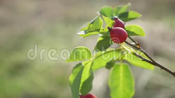 红玫瑰果浆果在树枝上灌木丛自然视频的预览图