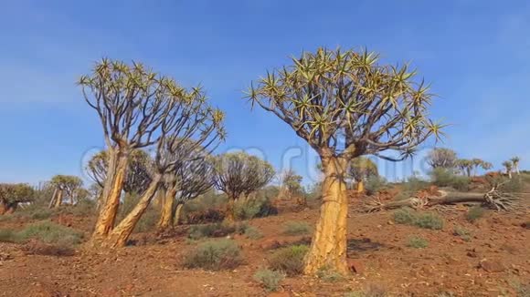 箭树景观南非视频的预览图