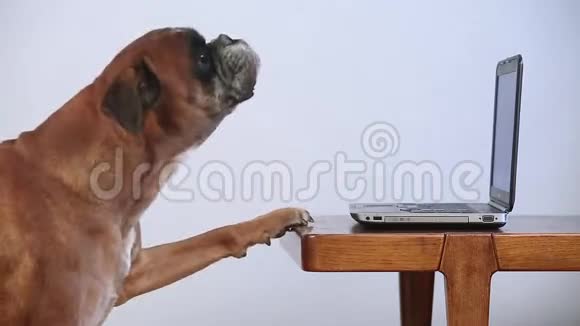 在笔记本电脑上工作的拳击狗视频的预览图