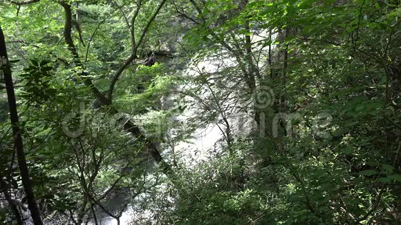 树木森林自然瀑布级联视频的预览图