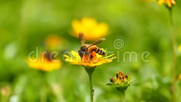 自然界中的蜜蜂慢动作视频的预览图